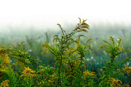 Stems of a wild flower, wet from morning fog, selective focus. copy space, landscape photo layoutの写真素材