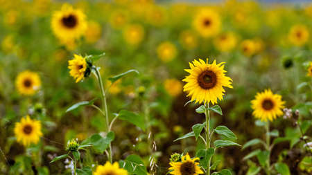 close-up of blooming sunflowers in a field in the raining day, shallow depth of field