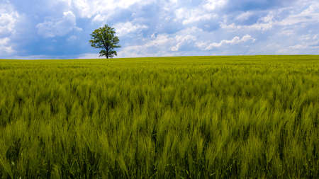 Latvian rural landscape with lonely tree in the middle of a green agricultural field on a sunny dayの写真素材