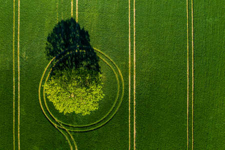 wonderful view from above on lonely tree in a green field, perfect afternoon light, shadows and...
