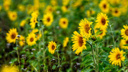 sunflower field in sunshine, bright vibrant flower landscape in summer time, beautiful sun flower blossoms, many plants with lush leavesの写真素材