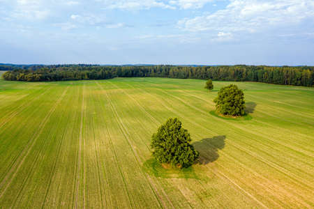 aerial view on several large trees in the middle of a striped agricultural field on the edge of a...