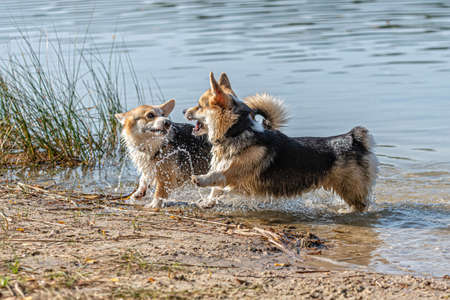 several happy Welsh Corgi dogs playing and jumping in the water on the sandy beachの写真素材