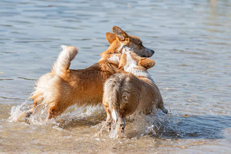 several happy Welsh Corgi Pembroke dogs playing and jumping in the water on the sandy beachの写真素材