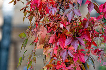 decorative ivy grape wall, colorful autumn leaves for graphic material, wallpaper, background