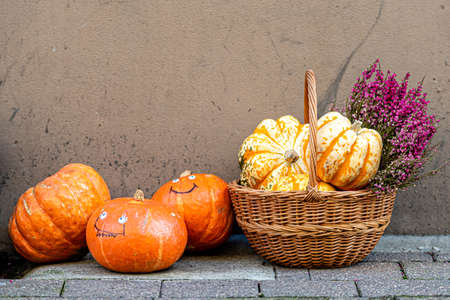 Halloween decor with various pumpkins and flowers, autumn crop, gather or harvest