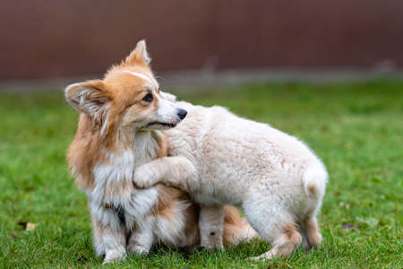 a small Golden Retriever puppy plays with Welsh Corgi Pembroke in a green grassの写真素材