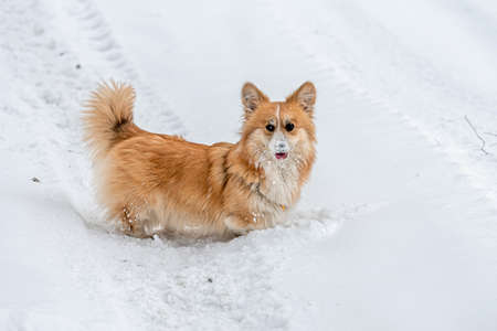 Wales Corgi Pembroke fluffy runs through the snow on a cold winter dayの写真素材