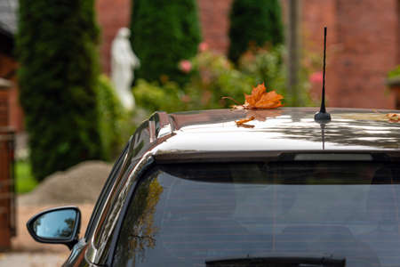 colorful autumn leaves lie on the roof of a car, close-up, blurred background