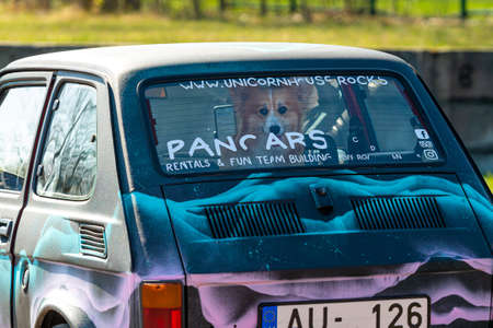 Daugmale, Latvia - May 01, 2021: The Welsh Corgi looks out the rear window of the oldtimer car Fiat 126のeditorial素材
