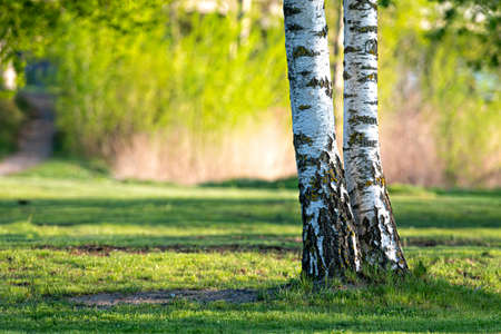 spring in the birch grove, beautiful sunny day in the forest, spring landscape with birch treesの写真素材