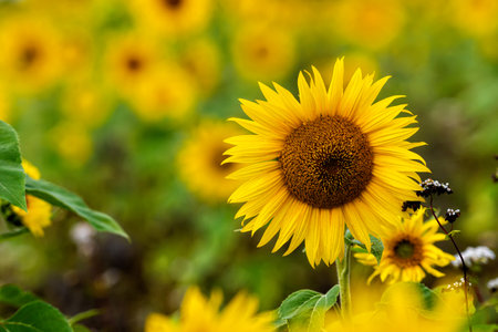 sunflower field in sunshine, bright vibrant flower landscape in summer time, beautiful sun flower blossoms, many plants with lush leavesの写真素材
