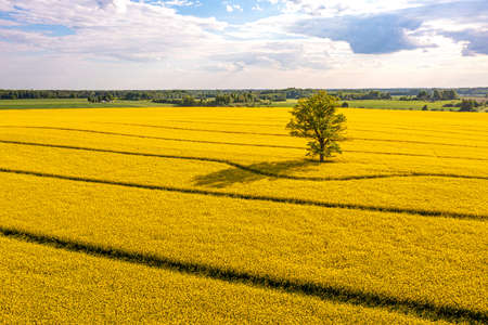 green trees in the middle of a large flowering yellow repe field, view from aboveの写真素材