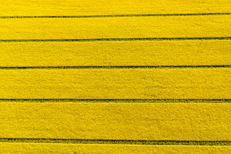 top down view of yellow canola field, cultivated rapeseed canola plantation fieldの写真素材