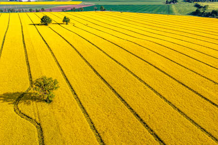 green trees in the middle of a large flowering yellow repe field, view from above