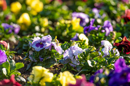 flower bed with colorful pansies in the spring morning sun, close-up, selective focus