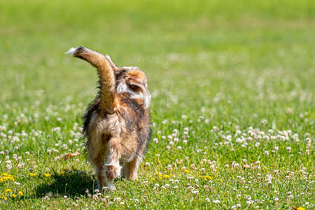 nice mixed breed puppy playing on the lawn on a sunny summer dayの写真素材