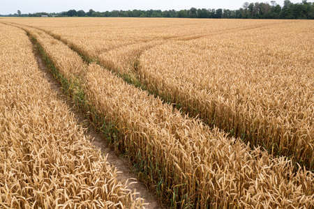 golden wheat field with tractor tracks is the time of grain harvest on the farmの写真素材