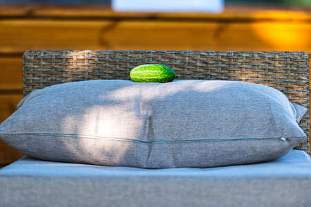 one green fresh cucumber on the garden terrace sofa pillow, closeupの写真素材