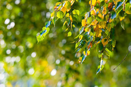 birch branch with yellow and green autumn leaves