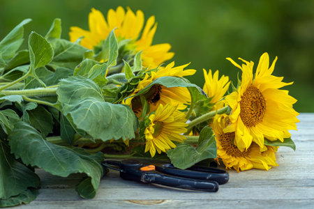 cut bouquet of sunflowers and garden scissors on the table, closeupの写真素材
