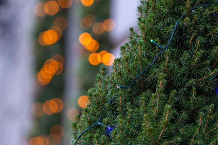 green christmas tree branches with abstract colorful  bokeh lights, soft focus, focus on the branch