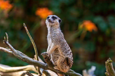 meerkat (Suricata suricatta) keeping watch while stood on a tree with a natural green backgroundの写真素材