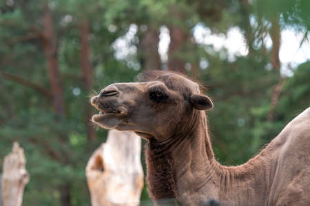 portrait of a camel with a green background, Camelus bactrianus, brown fur mammal closeupの写真素材