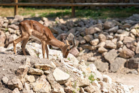 Impala (Aepyceros Melampus on a pile of stones, widespread animal in southern Africaの写真素材