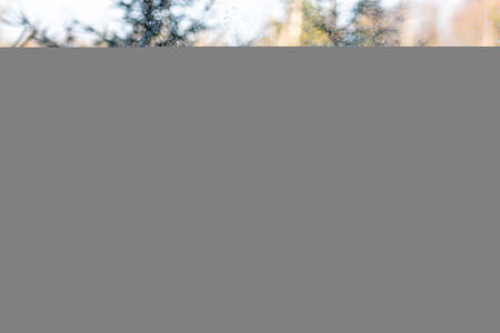 cheerful young woman in a warm fur coat enjoying a winter day in the snowy forestの写真素材