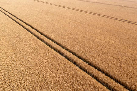 aerial view of wheat field and tracks from tractor, agricultural texture, wheat farm from aboveの写真素材