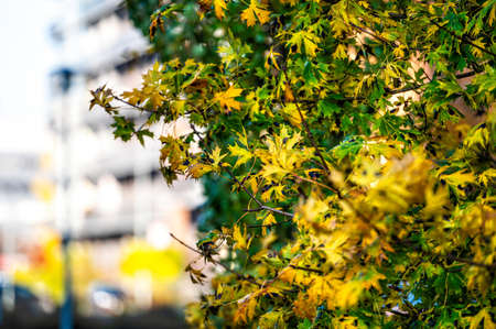 tree branch with colorful autumn leaves closeup, defocused background of a residential buildingの写真素材