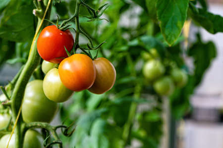 bunches of ripe tomatoes in a greenhouse, tomatoes ripen on a branch in the hothouseの写真素材