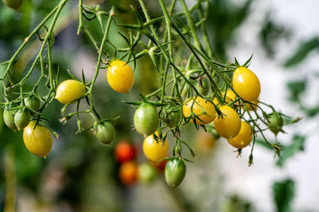 bunches of ripe tomatoes in a greenhouse, tomatoes ripen on a branch in the hothouseの写真素材