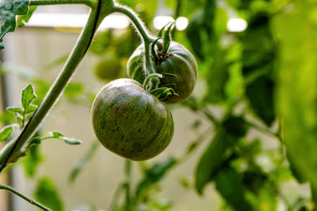 tomatoes of green colored ripen on a branch in the greenhouse, closeupの写真素材