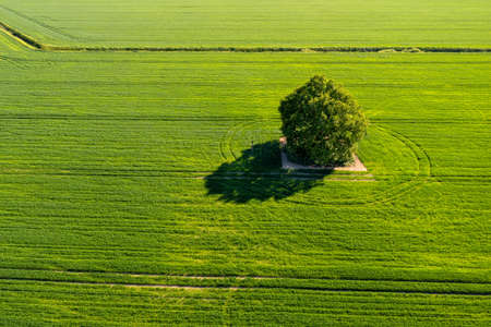 view from above on lonely tree with shadow in a green agricultural fieldの写真素材