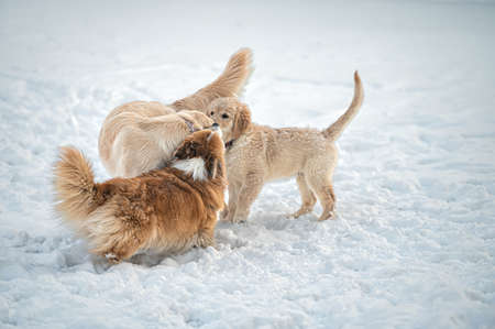 golden retriever and welsh corgi play in the white snow on a cold winter dayの写真素材
