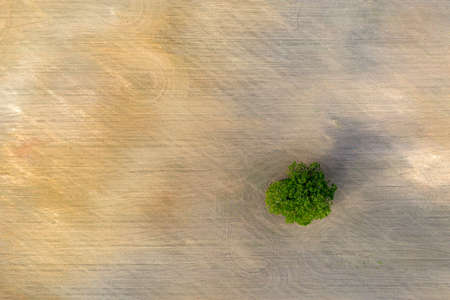 top down view of rural area with freshly cultivated field, green and brown with single isolated treeの写真素材