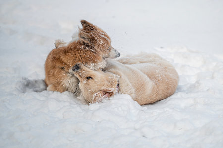 golden retriever and welsh corgi play in the white snow on a cold winter day