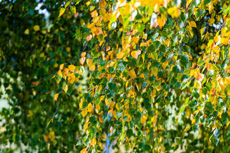 birch branch with yellow and green autumn leavesの写真素材