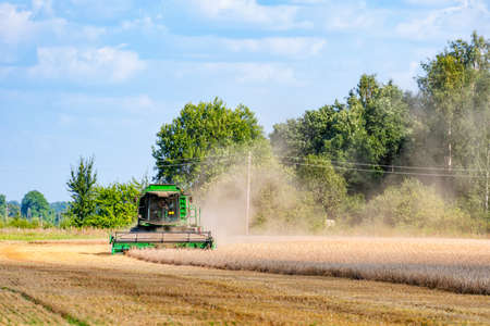 Jaunauce, Latvia, August 16, 2020: combine harvester harvesting wheat field, harvesting is the process of gathering a ripe cropのeditorial素材