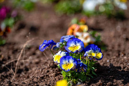 flower bed with colorful pansies in the springtime, closeup, nature background with copy spaceの写真素材