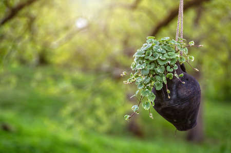 ornamental plants in a clay mug-flower pot hanging on a tree, blurred background with copy spaceの写真素材