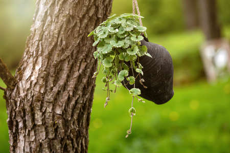 ornamental plants in a clay mug-flower pot hanging on a tree, blurred background with copy spaceの写真素材
