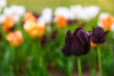 beautiful colorful tulips blooming in garden with blurry sunset nature landscape background, closeupの写真素材