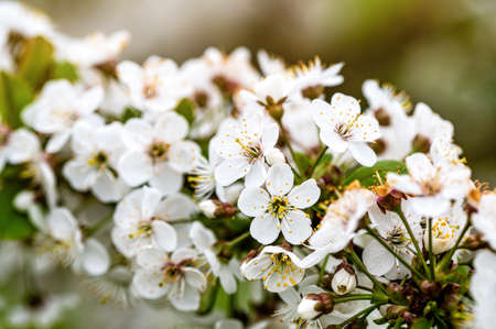 cherry blossom in the garden, white flowers bloom in the trees, soft focus, close-upの写真素材