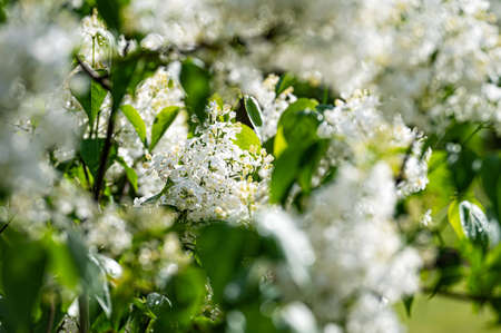 branch with white lilac spring flowers, bright blooms of spring lilacs bush, soft focus, close-upの写真素材