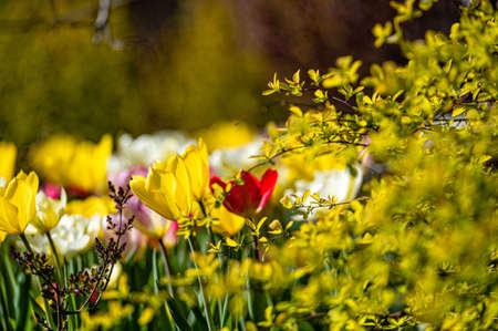Close-up of tulips blooming on a nature background. with copy space