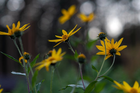 beautiful yellow flowers on defocused garden background, soft focus flower background, close-up