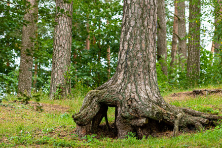 Old large tree roots with moss in forest, close-up viewの写真素材